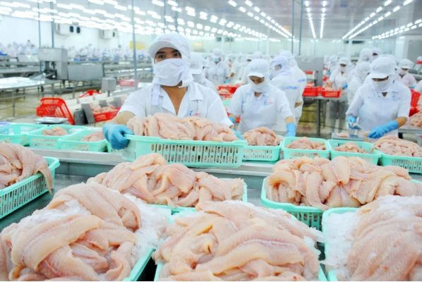 Turnover increased by nearly 100 Vietnam pangasius exports is reviving